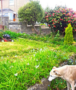 Consultation by Garden Doggess!