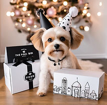 small dog with luxury birthday outfit an