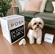 Small shitzu with luxury clothing in a m