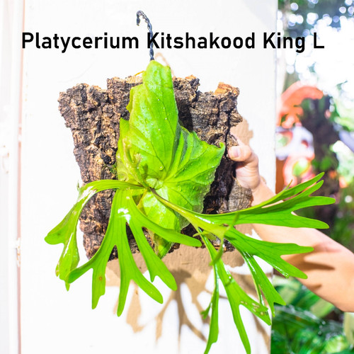 ビカクシダMt. Kitshakood Thin Dwarf ビカクシダ P.'Mt.Olympus' x P