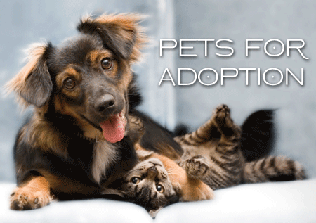 pets_for_adoption.gif