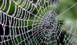 Eliminating Spiderwebs on Your Dock and Lift