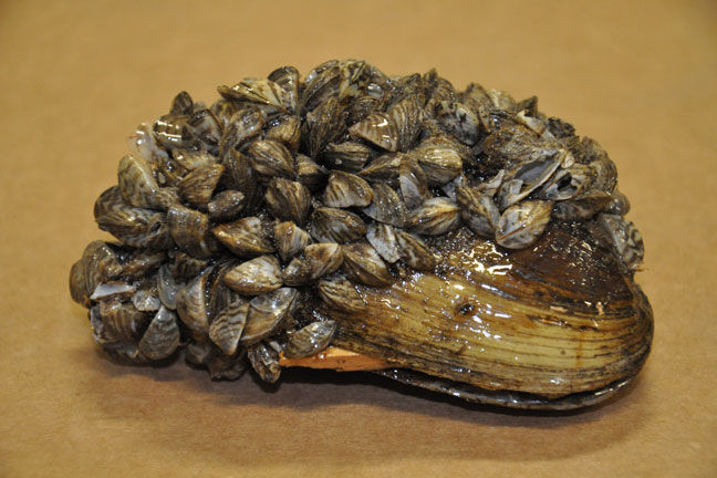 Zebra Mussels 101 and What you Can Do to Prevent the Spread