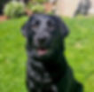 Thumbnail: Dog Bar