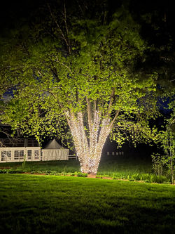 Backyard Wedding, Inver Grove Heights, MN