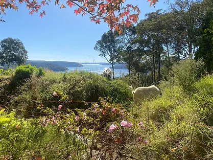 Sydney Eco Land Clearing - Projects - Bayview - Before