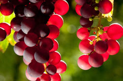 Red Grapes