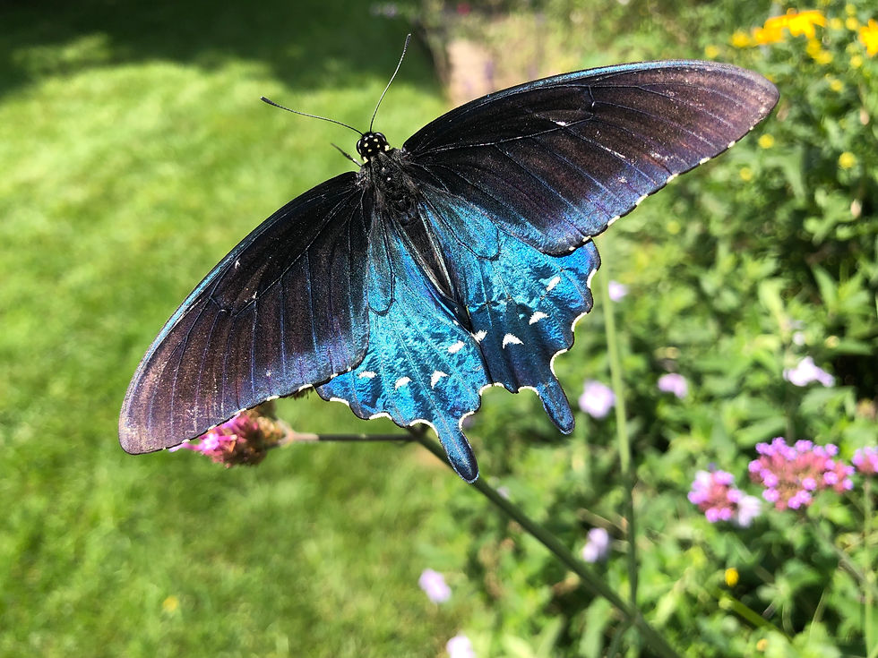 Pipevine Swallowtail