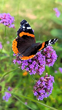 Red Admiral on Tall Verbena_edited.jpg