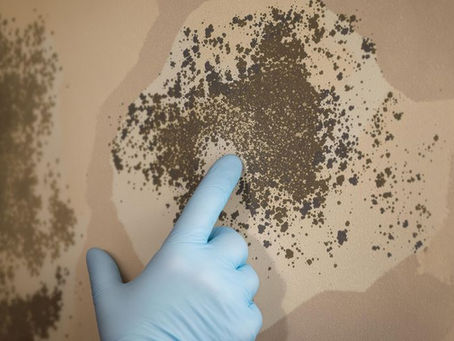 Protecting Your Home from Mold with Timely Remediation