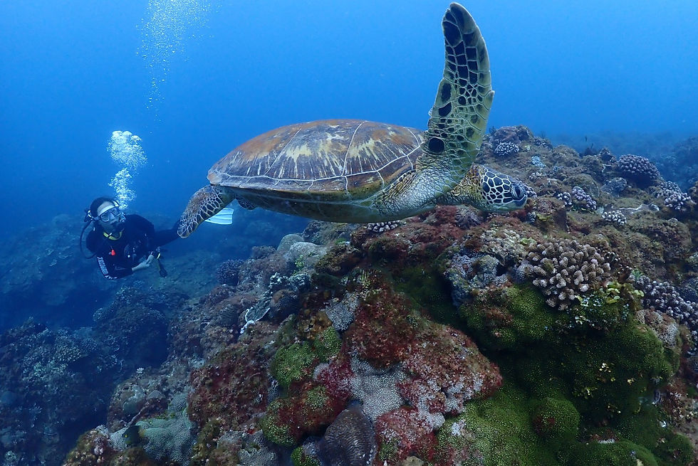 這次下潛萬里桐，遇到好多海龜 🐢