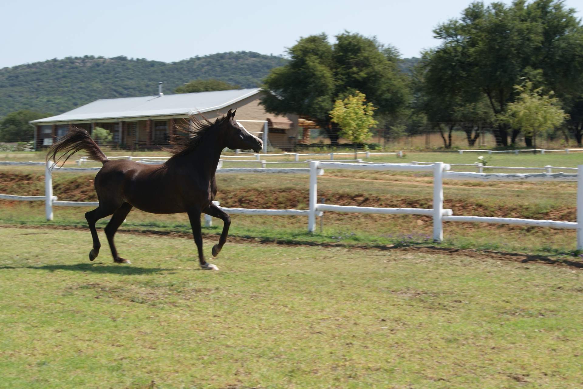 Arabian horses at Okapuka Horse Safaris Windhoek, Namibia
