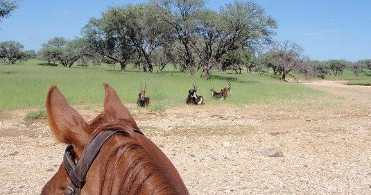 Okapuka Horse Safaris