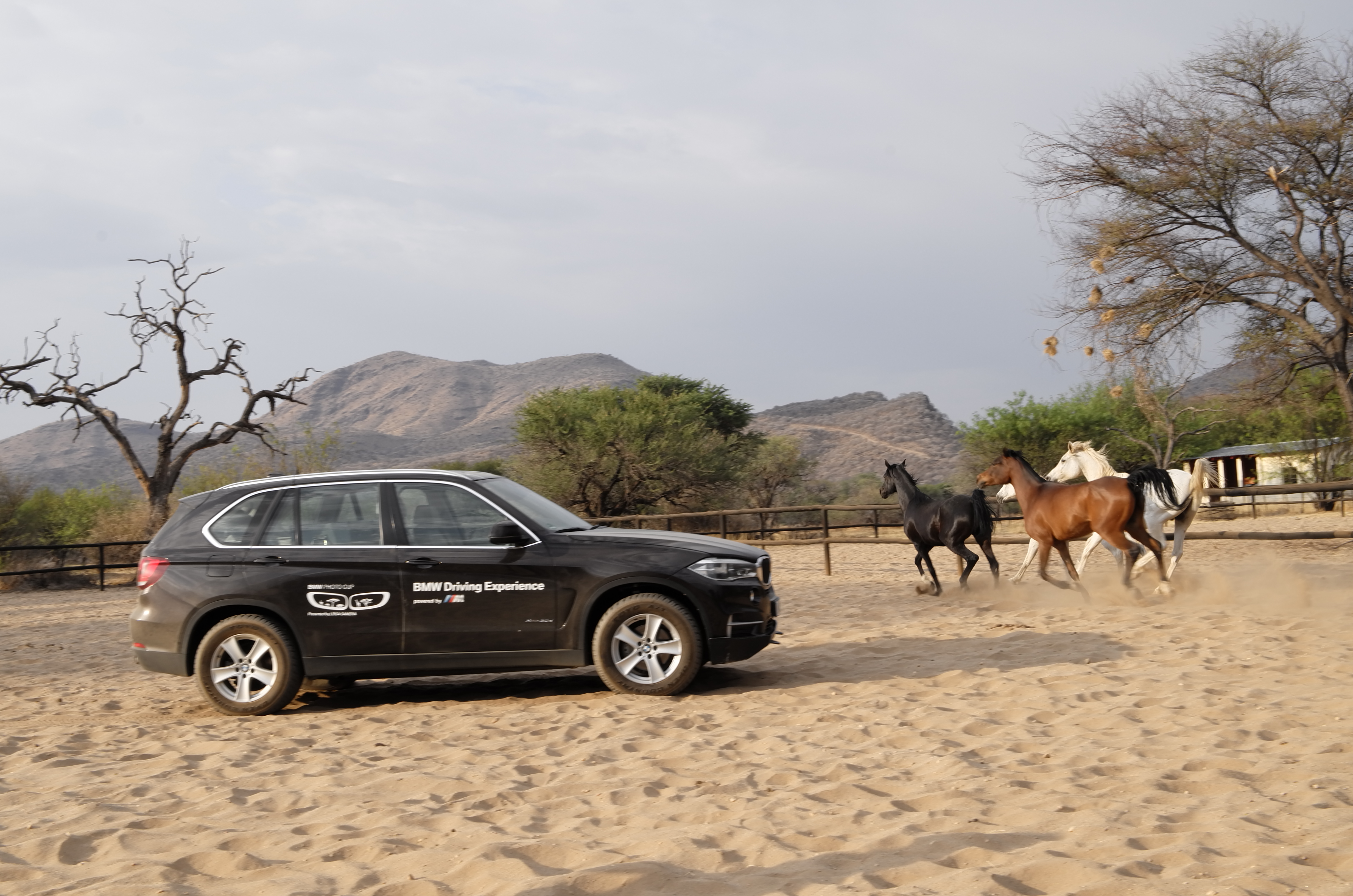 Arabian horses at Okapuka Horse Safaris Windhoek, Namibia