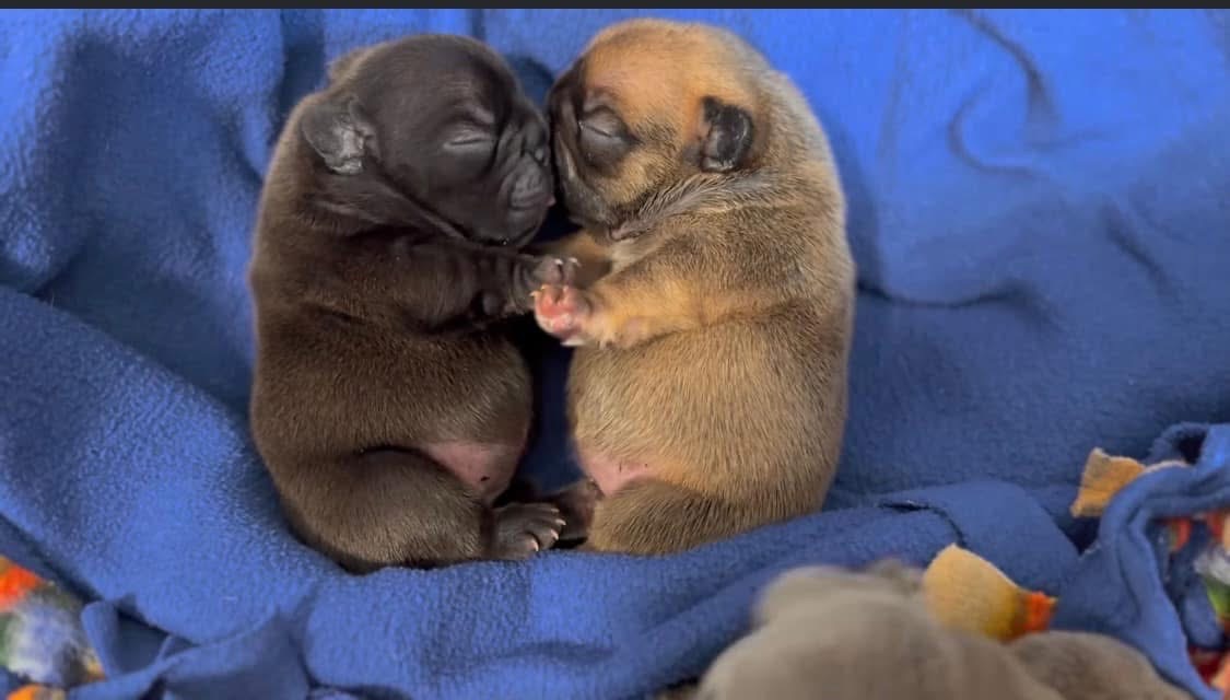 Two Blue Buddha French Bulldog puppies cuddling together on a blue blanket