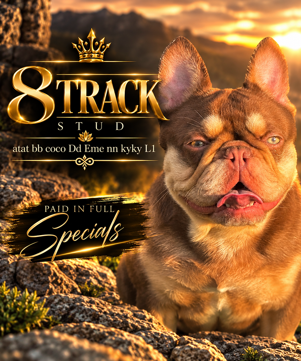8 Track, rojo and tan French Bulldog stud at Blue Buddha Frenchies