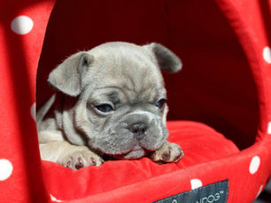 A Brief History of French Bulldogs: From Origins to Today