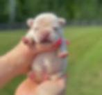 Newborn French Bulldog puppy held by Blue Buddha Frenchies breeder in Knoxville TN