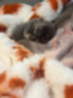 Newborn French Bulldog puppies in the Blue Buddha Frenchies nursery in Knoxville TN