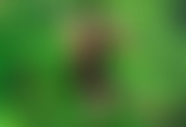 Tours for Big Groups in Costa Rica