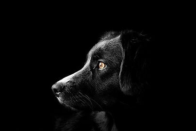 dog-4118585__340_edited.jpg