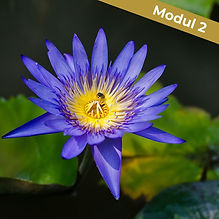 Rituale Ritualarbeit Frauenrituale