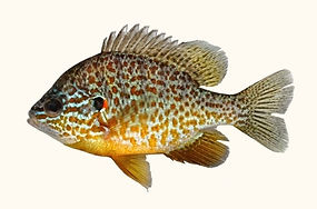 PERSICO SOLE.jpg