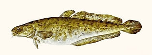 bottatrice_InPixio-min.jpg