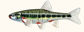 sanguinerola OKOKOK.jpg