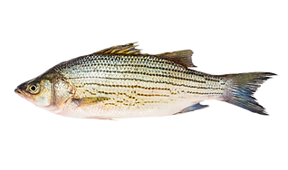 foto_Persico Spigola.png