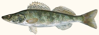 lucioperca-min.jpg