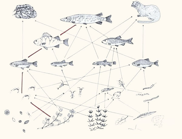 Schematizzazione di una catena (frecce più spesse) e di una rete alimentare di un ecosiste