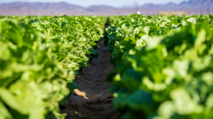 California Crop Progress and Conditions Week Ending 9/3/23