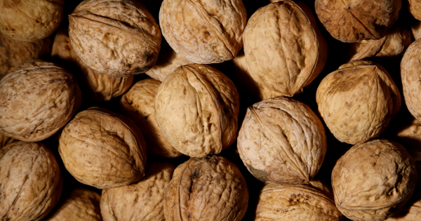 A cluster of walnuts still in their shell.