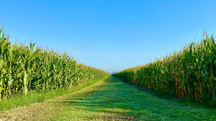 China's Cancelled Corn Orders Could Bring Future Relief to Dairy Farmers