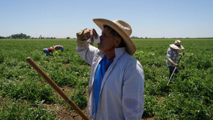 OSHA Sets December Comment Deadline for Ag Employers Extreme Heat Prevention Plans