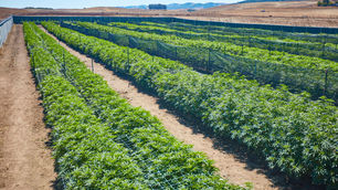 The Crisis of the 2023 California Cannabis Industry 