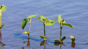 USDA Announces Changes to Enhanced Coverage Option Insurance Program