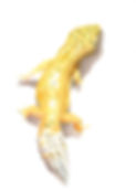 gecko dswf fialist 2022.jpg