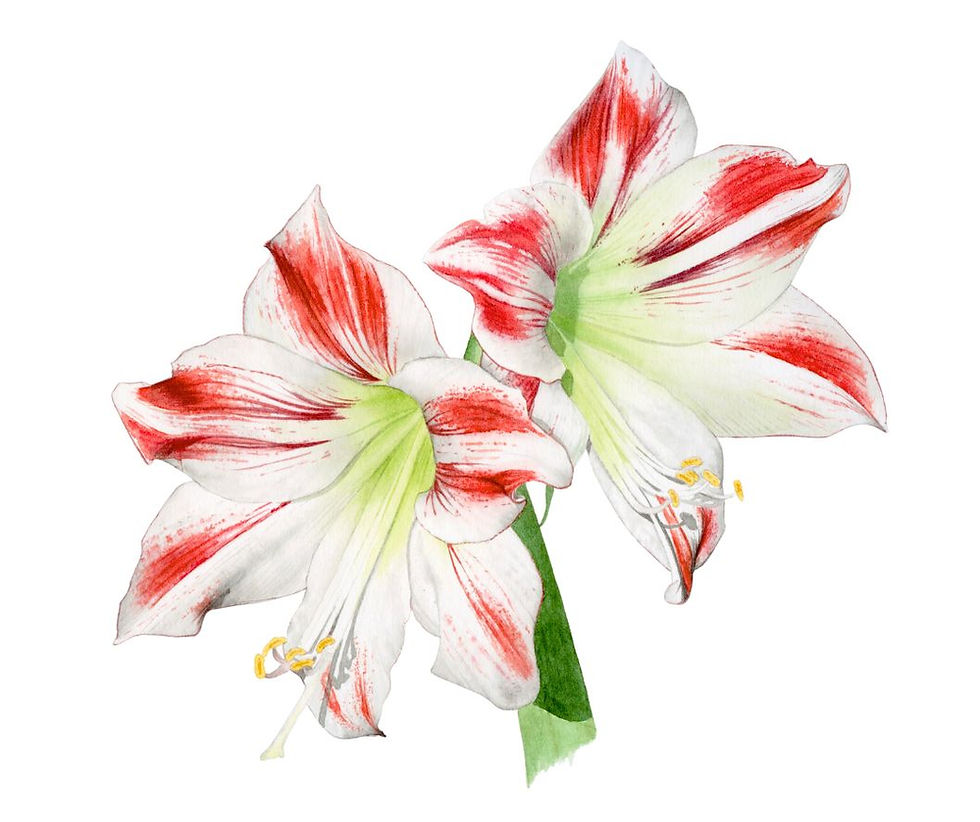 Christmas card - Amaryllis white and red