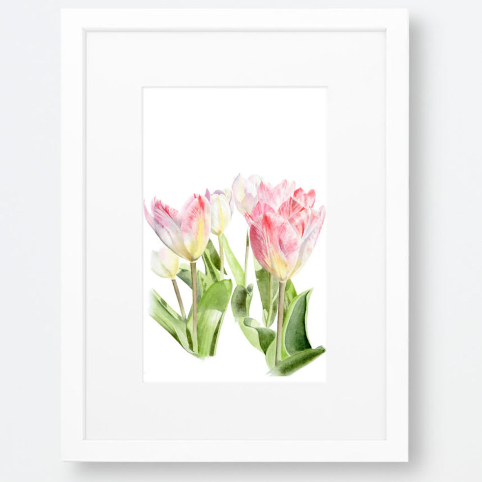 Pink and White Tulips