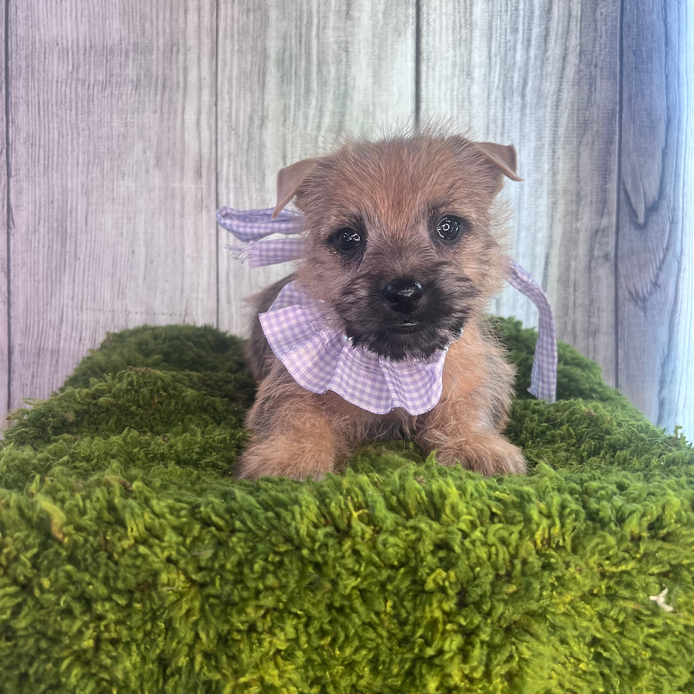 Cairn Terrier (Female)