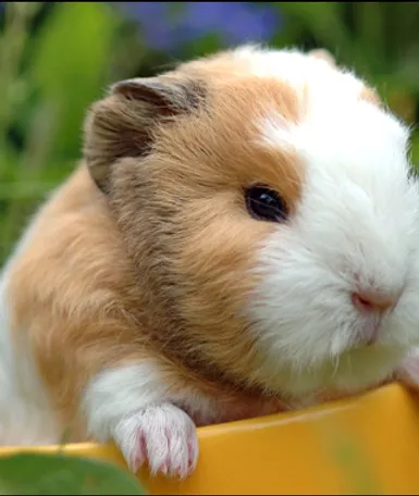 picture Curly Haired Pigs For Sale guinea pig petstopkc