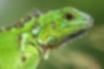 Green Iguana (Click for Care Sheet)