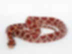 Corn Snake (Click for Care Sheet)