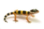 Leopard Gecko (Click for Care Sheet)