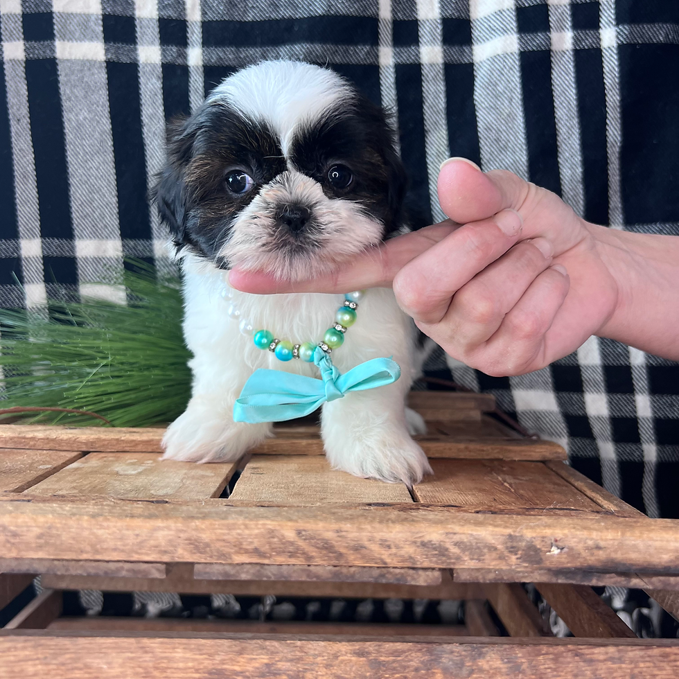 Shih-Tzu (Female)