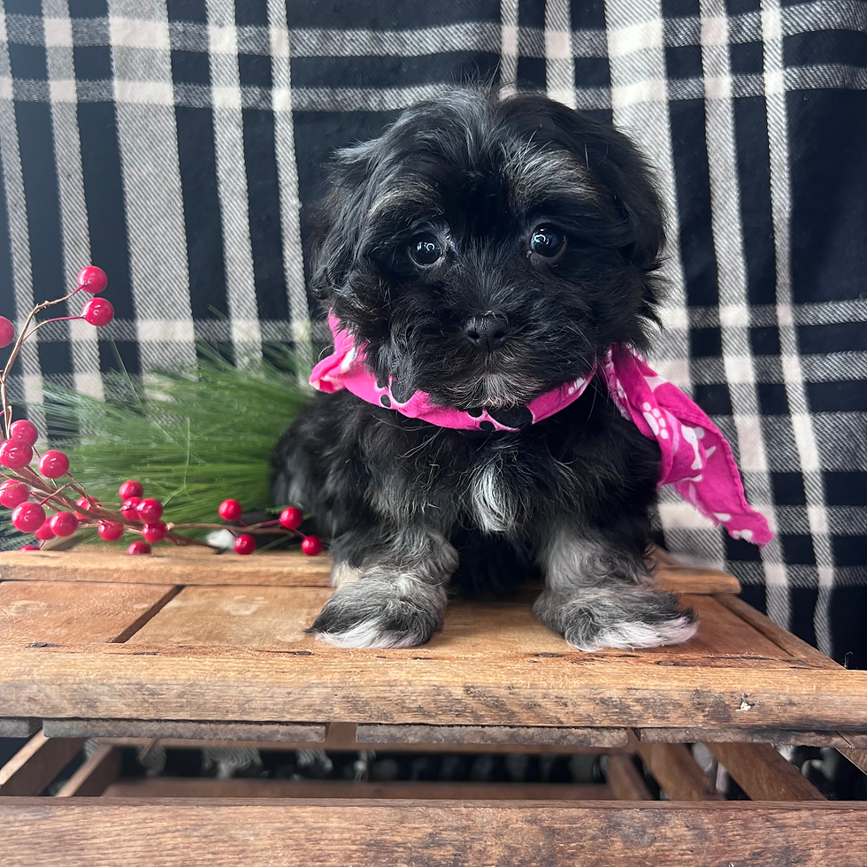 Havanese-Maltese (Female)