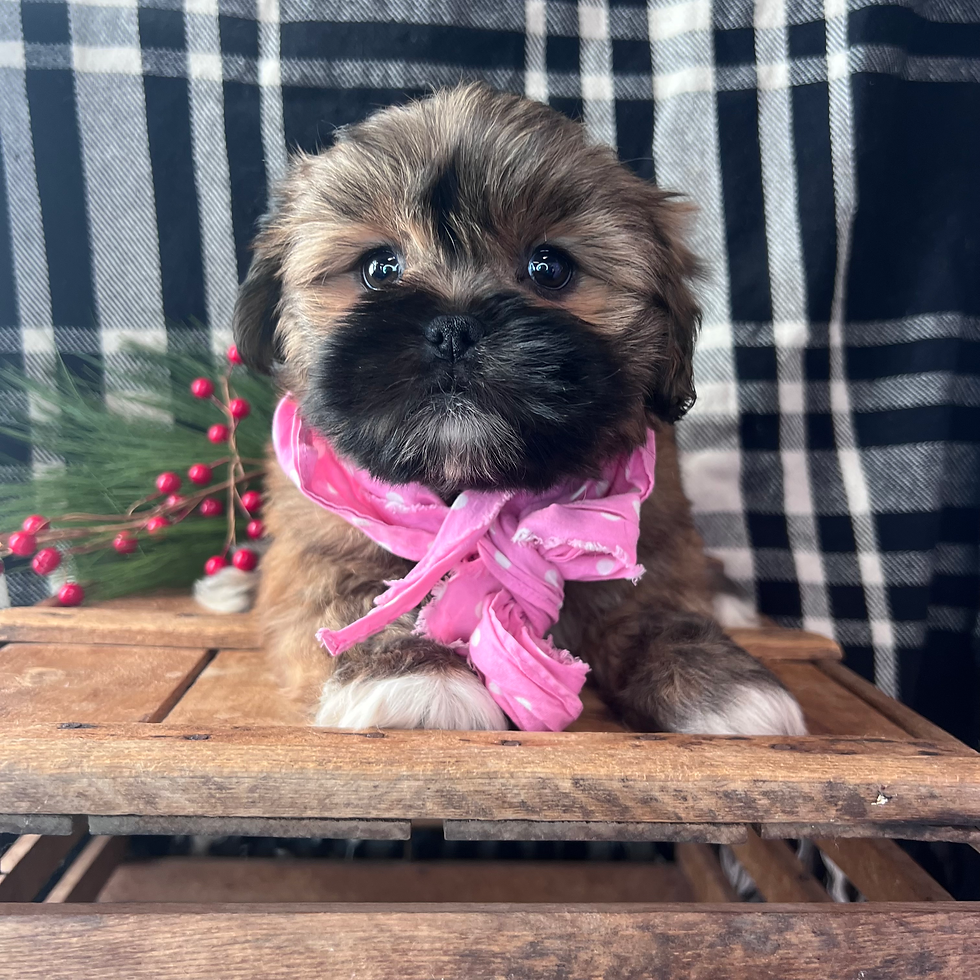 Lhasa Apso (Female)