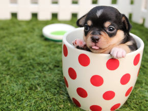 Pets drink coffee or decaffeinated coffee?